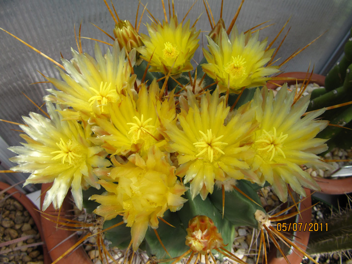 Ferocactus echidn